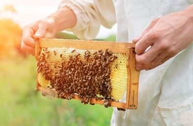 OCOPA Emballage installe une ruche dans l’entreprise  : un projet d’entreprise innovant