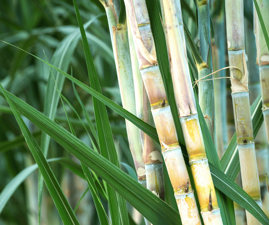 plantation de cannes à sucre