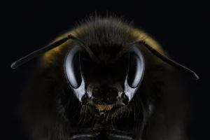 L'apiculture chez ASTIC Emballage : Un engagement durable pour la biodiversité - astic